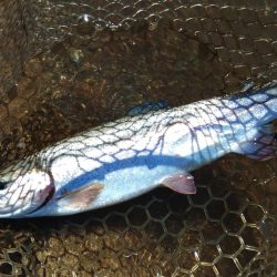 一日中釣れ続いた平谷湖フィッシングスポット